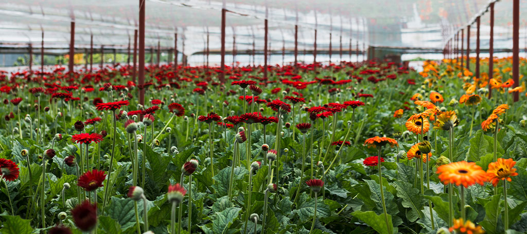 Ceará prospecta expansão de produção de flores e plantas ornamentais