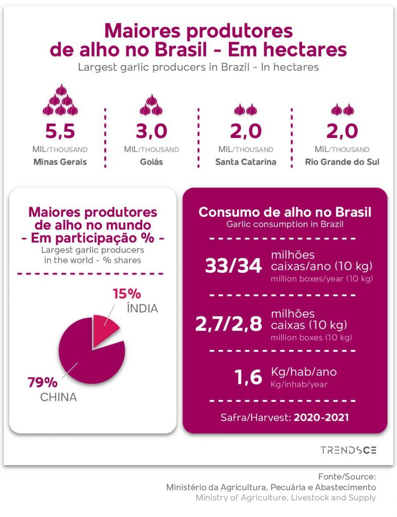 Maiores produtores de alho no Brasil