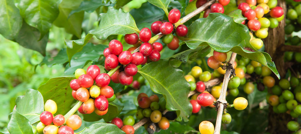 Ceará transforma em gourmet café cultivado no semiárido - TrendsCE