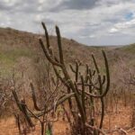 crédito de carbono na caatinga