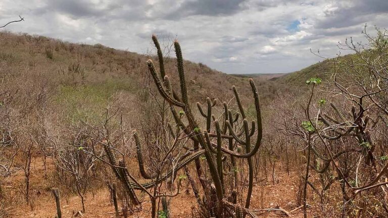crédito de carbono na caatinga