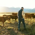 agricultura e pecuária
