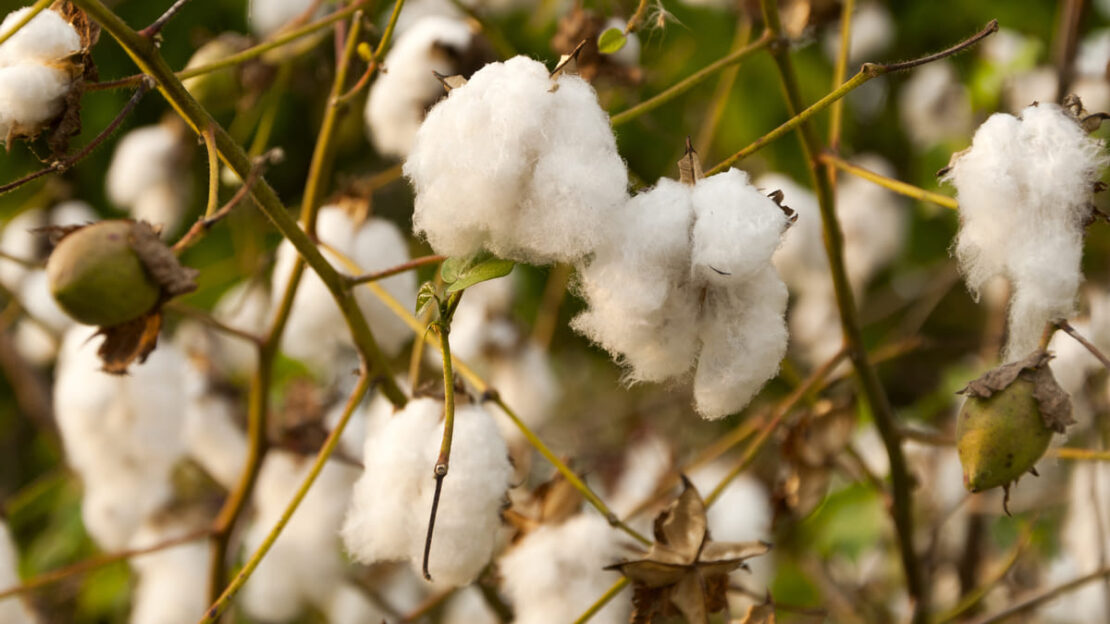 algodão brasileiro
