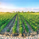 agricultura de baixo carbono