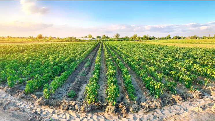 agricultura de baixo carbono