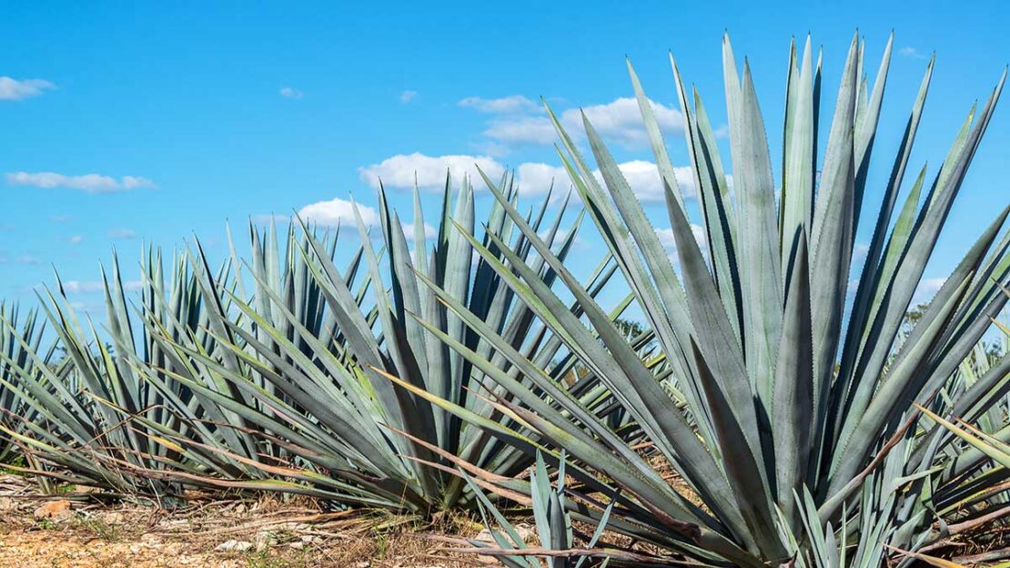 agave