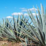 agave