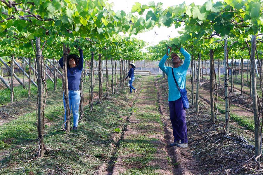 A vinícola já está cultivando variedades de uvas, como Malbec e Syhar, já adaptadas para o plantio em Petrolina (PE). (Foto: Moraes Neto/Agência Sebrae)
