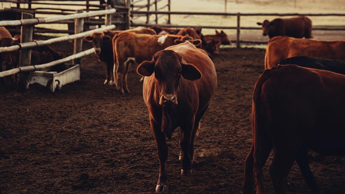 jbs proteína bovina