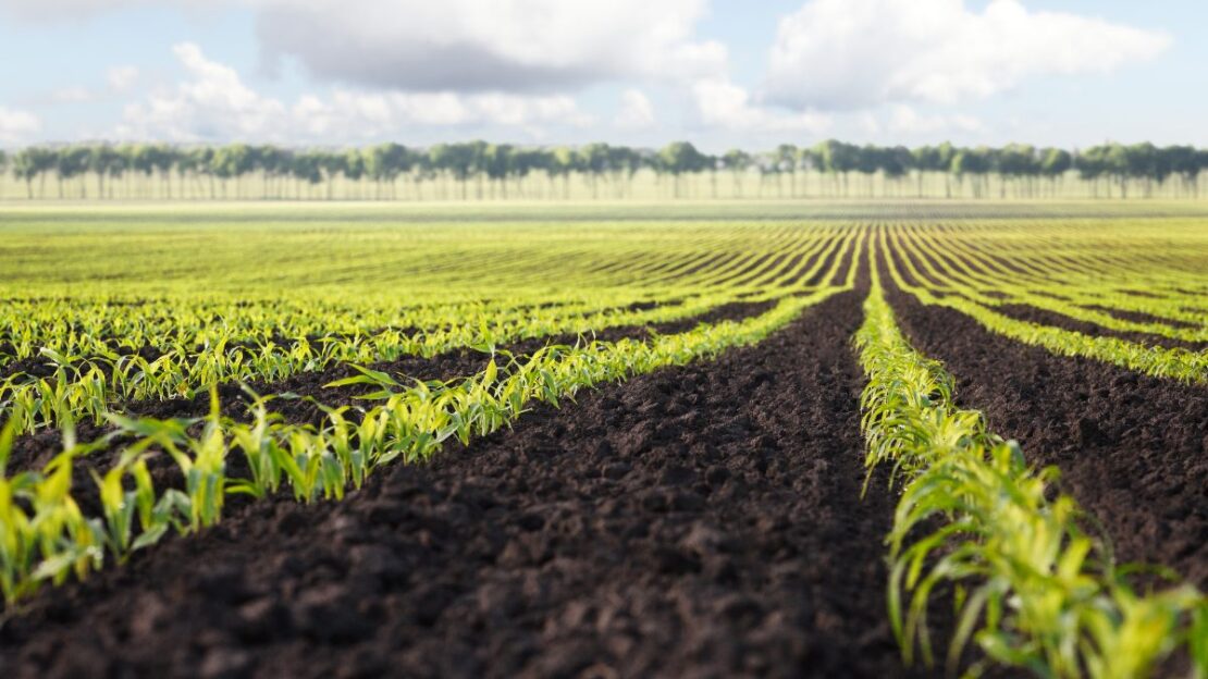 brasil recorde agrícola