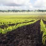 brasil recorde agrícola