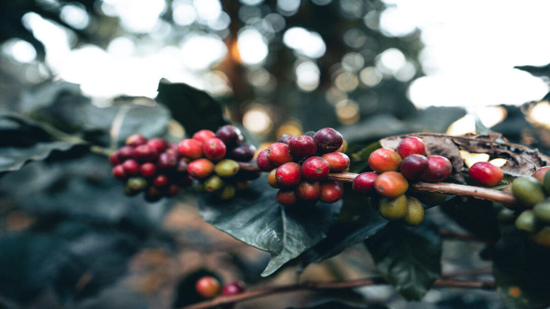 café brasileiro