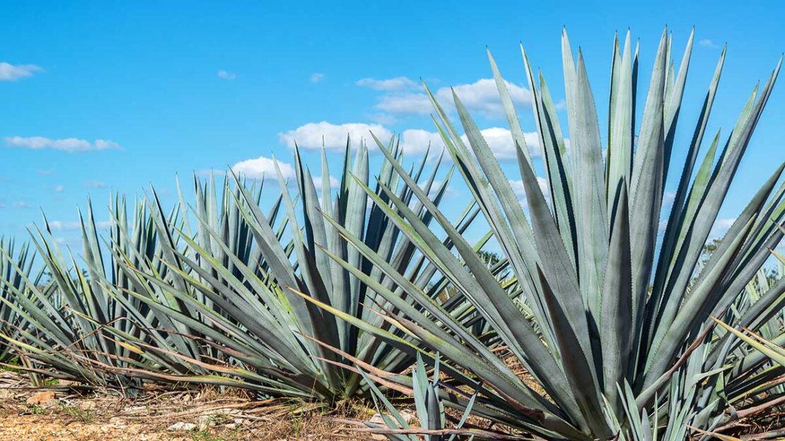 etanol a partir da planta da tequila