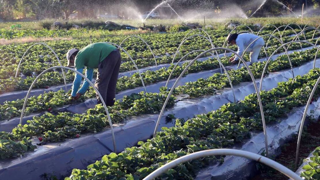 desenrola plataforma para pequenos agricultores