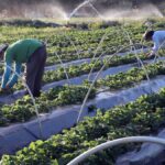 desenrola plataforma para pequenos agricultores