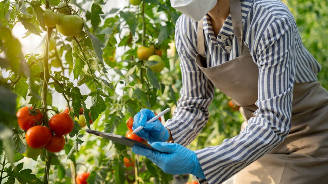 produção agrícola