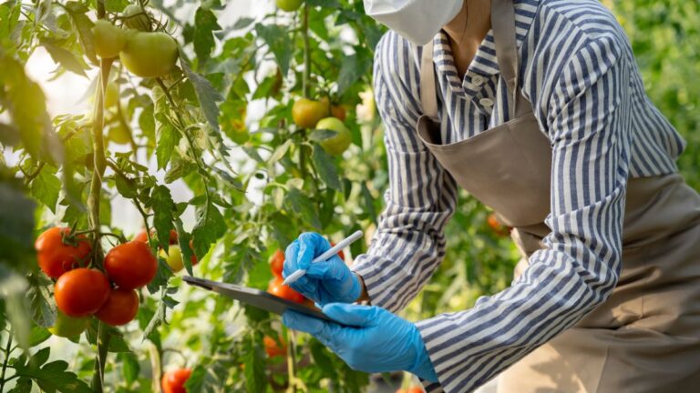 produção agrícola