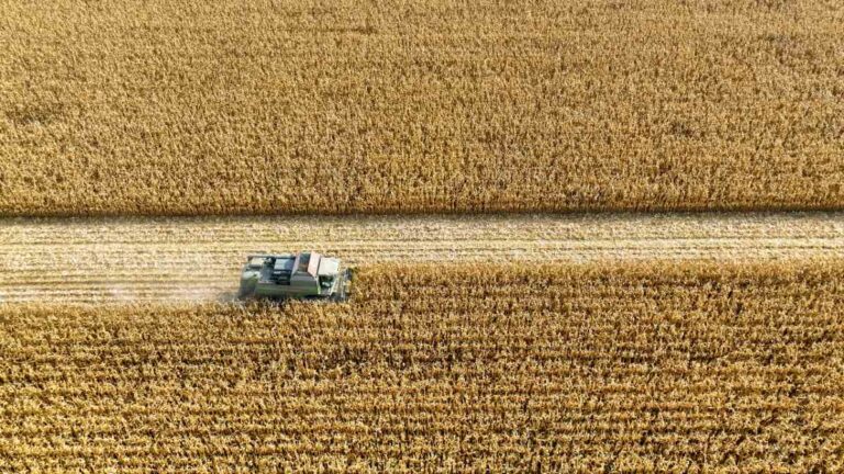el niño e agro