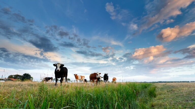 governo e agro