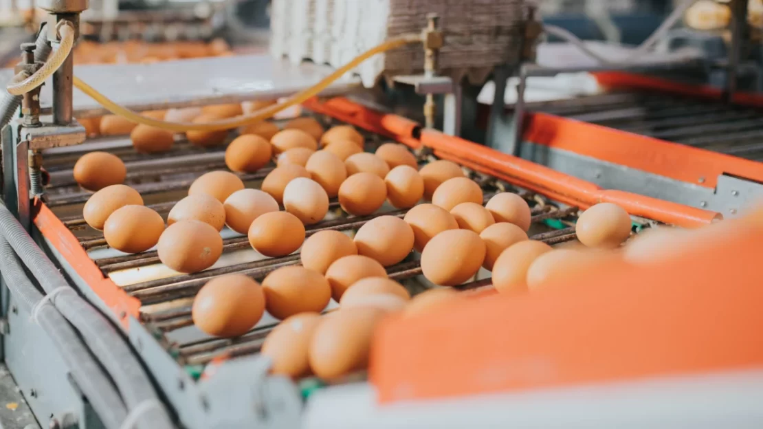 global eggs