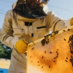 ceará e apicultura