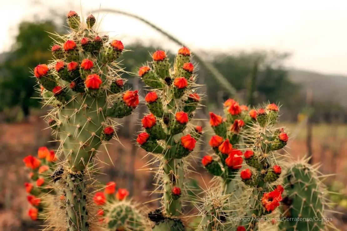caatinga