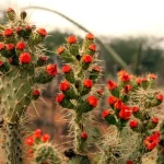 caatinga