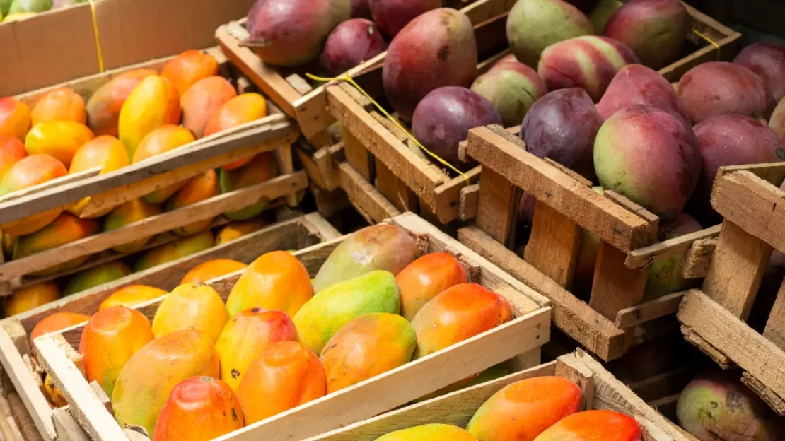 manga e tarifa trump