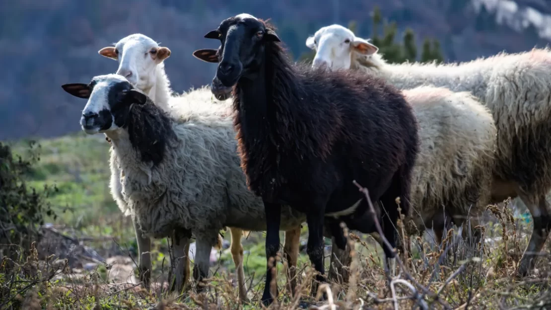 ceará e cluster halal
