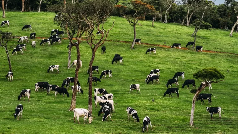 bovinos