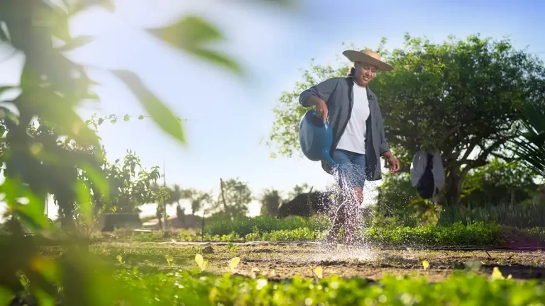 agroamigo bnb