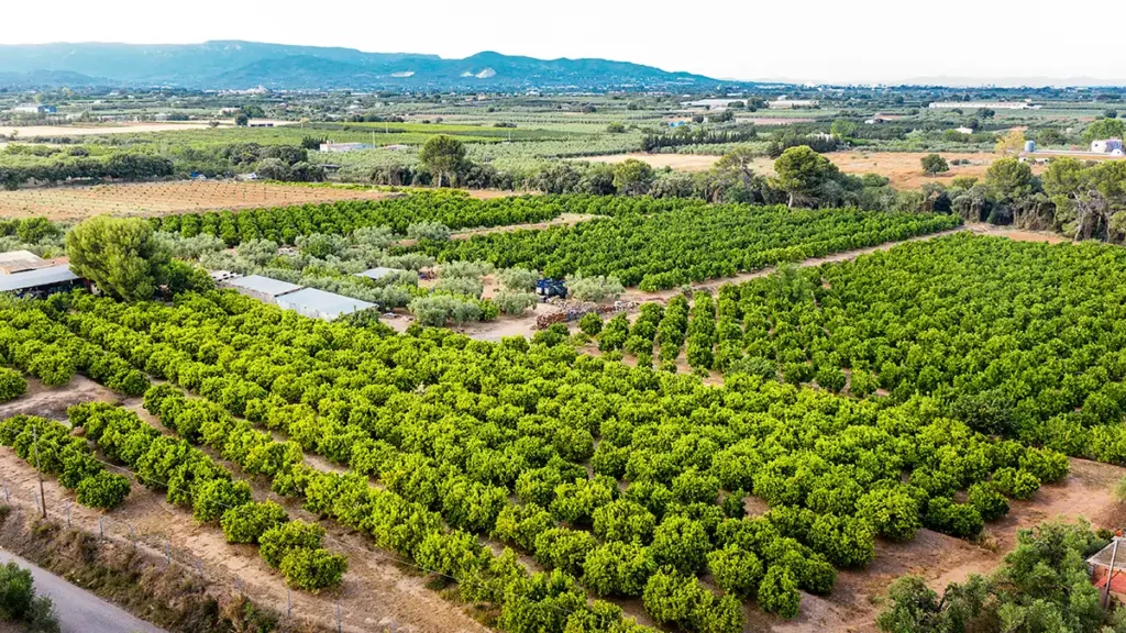 agro nordestino, fruticultura