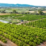 agro nordestino, fruticultura