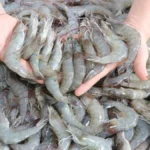 Carcinicultura