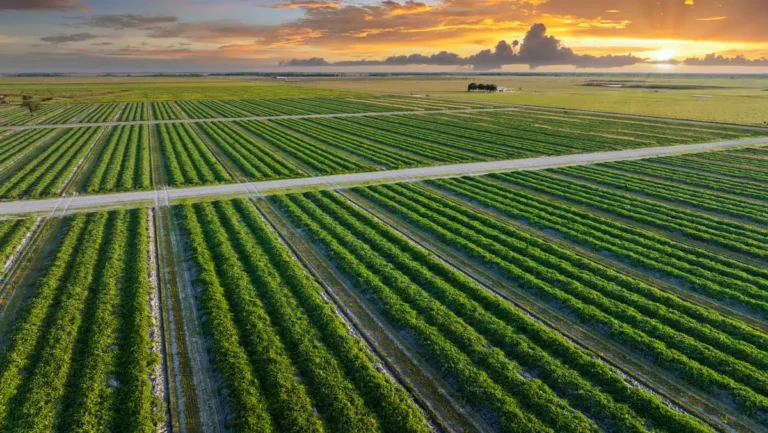Agro