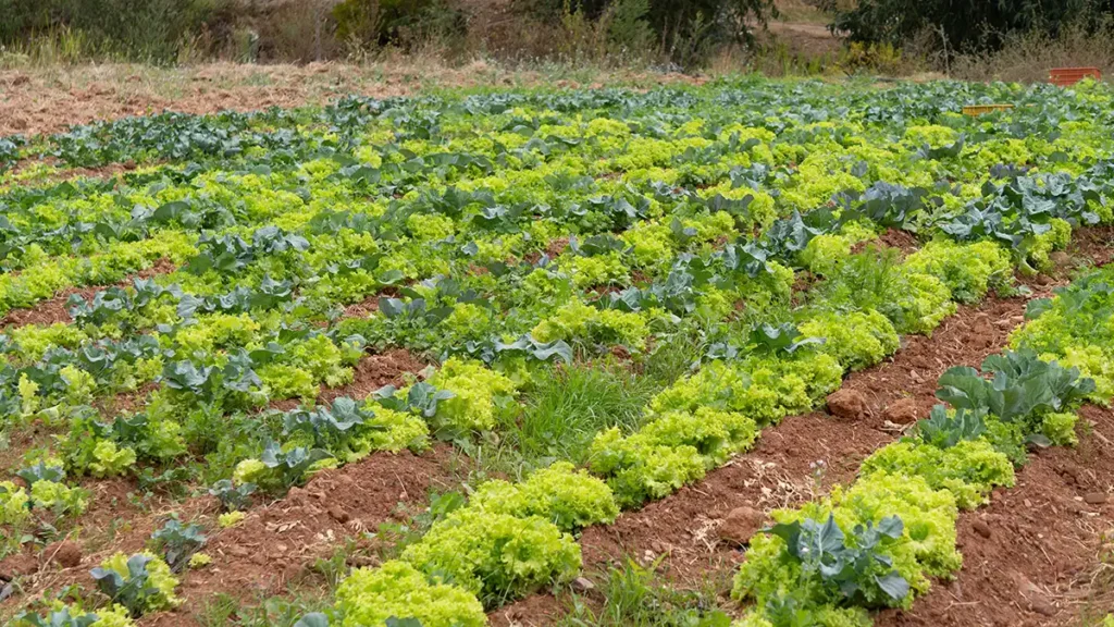agricultura familiar