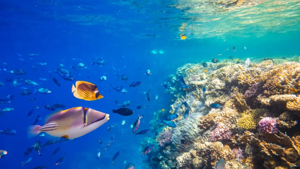 nordeste e mineração submarina