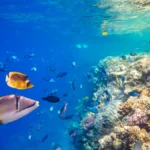 nordeste e mineração submarina