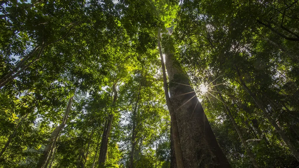 floresta